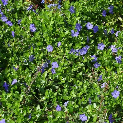 Produktbild von Vinca minor immergrüner Bodendecker winterhart 5-7 Triebe pro Topf violett blau, Anzahl:50 Stück