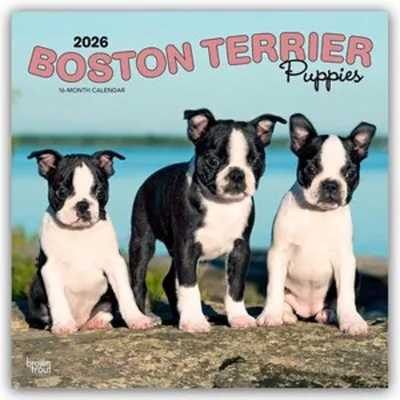 Immagine prodotto di Cuccioli di Boston Terrier - Cuccioli di Boston Terrier 2026 - Calendario di 16 mesi