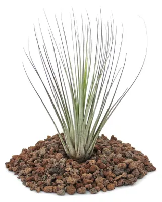 Obrázek produktu pro Tillandsia juncea – volně prodávaná rostlina – malá