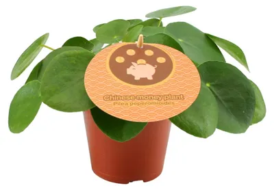 Immagine prodotto di Pilea Peperomioides - 20cm - Ø12cm - Pianta d'appartamento - Sempreverde