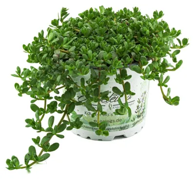 Produktbild von Enseleits Brahmi (Bacopa monnieri), Marktfrische Pflanze