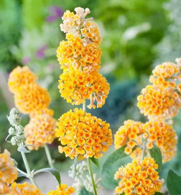 Produktbild von Sommerflieder ´SUNGOLD´ 20-30 cm, Cont.1,4 l