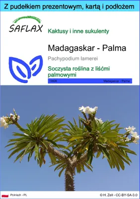 Zdjęcie produktu dla SAFLAX - Zestaw prezentowy - Madagaskar - Palma - 10 Nasiona - Z pudełkiem upominkowym, etykietą wysyłkową, kartą podarunkową i podłożem uprawowym - Pachypodium lamerei