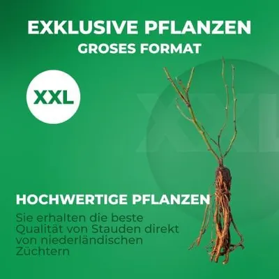 Zdjęcie produktu dla Borówka amerykańska Blue Crop (Vaccinium corymbosum) - 2 rośliny - odporna na mróz i wieloletnia - prawdziwe rośliny z Holandii - bez nasion, bez cebul, nie są sztuczne