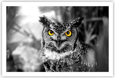 Produktbild von Poster - Poster ohne Rahmen - Eule Vogel Natur - 91,5x61 cm - Wand Bild - Wanddeko - Wandbilder - Kunstposter - Wandposter - Bilder - Kunstdruck - Wanddekoration - Wandbild - P2XAA91x61-1318