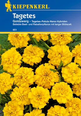 Produktbild von Tagetes Goldzwerg | Studentenblumensamen von Kiepenkerl