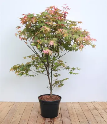 Produktbild von Acer palmatum 'Deshojo', Japanischer Ahorn, leuchtend rot, 100–120 cm