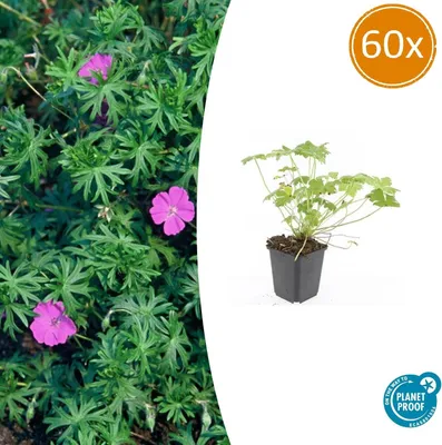 Obrázek produktu pro Půdopokryvné rostliny - Geranium sanguineum 'Tiny Monster' - 9cm květináč - sada 60 rostlin
