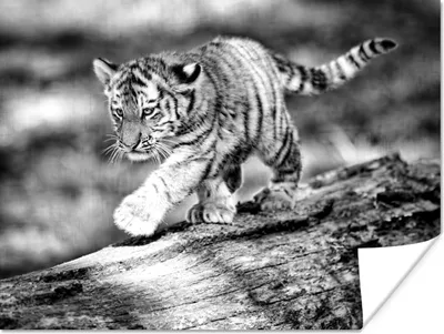 Produktbild von MuchoWow® Poster Tiger - Baum - Junge - Schwarz - Weiß 120x90 cm - Wandbild