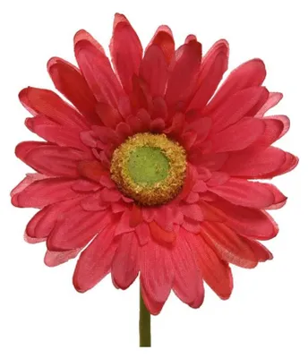 Zdjęcie produktu dla jedwabna gerbera na łodydze Fuksja 50 cm