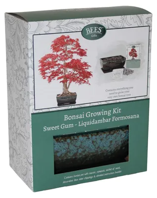 Produktbild von Bonsai-Anzuchtset mit glasiertem Topf