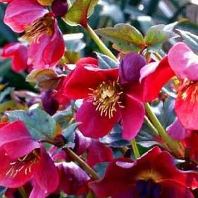 Produktbild von 6 x Schneerose - Helleborus orientalis 'Red Lady' | Topf 9x9 cm