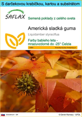 Obrázok produktu pre SAFLAX Darčeková sada - Americká sladká guma - Liquidamber styraciflua - 100 Semená - S darčekovou krabičkou, prepravným štítkom, darčekovou kartou a pestovateľským médiom