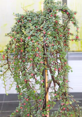 Obrázek produktu pro Zakrslý medovník Coral Beauty Cotoneaster dammeri Vysoký kmen 80 - 100 cm Medovník