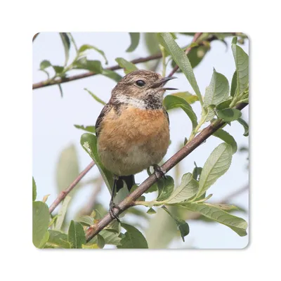 Produktbild von MuchoWow® Mauspad Mousepad Vogel - Äste - Blätter 30x30 cm - Mousepads - Maus Mat - Pad - Mausunterlage - Gaming