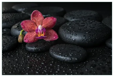 Produktbild von Wallario Küchenrückwand aus Glas, Größe: 90 x 60 cm, Motiv: Orchideen-Blüte auf schwarzen Steinen, benetzt mit Wasser-Tropfen | Spritzschutz | abwischbar | pflegeleicht | in