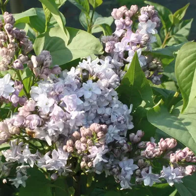 Obrázek produktu pro Šeřík obecný FloraSelf Syringa vulgaris 'Nadezhda' výška 40-60 cm květináč 3 l