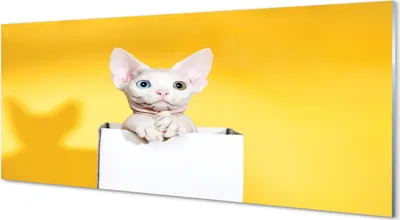 Produktbild von Glasbilder 125x50 Wandkunst sitzende Katze