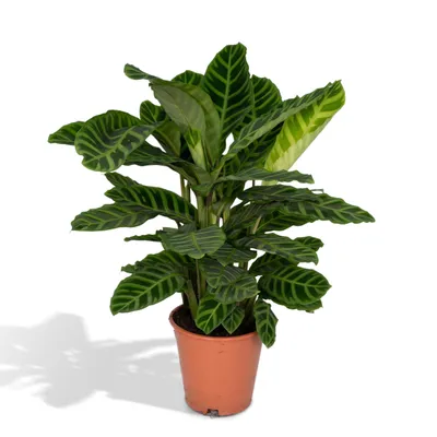 Produktbild von Calathea Zebrina - Pauwenpflanze - 80Cm - Ø19