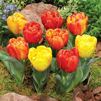Immagine prodotto di Tulipani Bulbi di fiori Bulbi di fiori Tulipani Flaming Baby 5 pz.