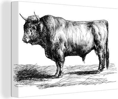 Produktbild von OneMillionCanvasses® - Leinwandbilder - 140x90 cm, Schottisches Hochlandrind - Stier - Schwarz - Weiß - Zeichnung, Wandbilder Kunstdruck Wanddekoration - Hochland Rind - Kuh - Gemälde