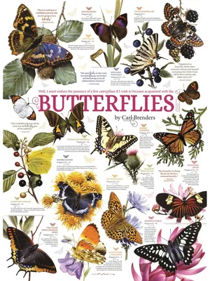 Image de Collection de puzzles "Papillons" de Cobble Hill - Puzzle de 1000 pièces