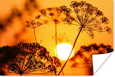 Produktbild von MuchoWow® Poster Pflanzen - Blumen - Sonnenuntergang - Orange 120x80 cm - Bilder