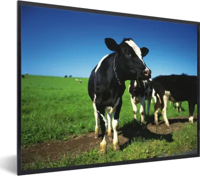 Produktbild von MuchoWow® Gerahmtes Poster Kuh - Gras - Tiere 80x60 cm - Poster mit Schwarzem Bilderrahmen Wandposter Rahmen Foto Bilder - Schwarzem - Mit Gestell