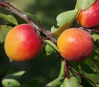 Produktbild von Dehner Aprikose Orangered, buschiger Aprikosenbaum mit saftig-würzigen Früchten, 9.5 l Topf, Obstbaum