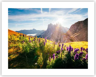 Produktbild von Poster - Poster ohne Rahmen - Berge Wiese Blumen - 50x40 cm - Wand Bild - Wanddeko - Wandbilder - Kunstposter - Wandposter - Bilder - Kunstdruck - Wanddekoration - Wandbild - P2XAA50x40-4008