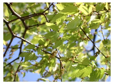 Produktbild von Japanische Zelkove Zelkova serrata Pflanze 35-40 cm Keaki