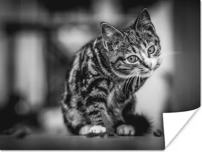 Produktbild von MuchoWow® Poster Katze - Schwarz - Weiß 120x90 cm - Wandbild