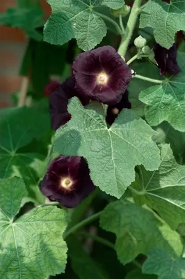 Produktbild von Alcea rosea 'Nigra', Stockrose, dunkelviolett, ca. 9x9 cm Topf
