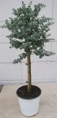 Produktbild von Eucalyptus gunnii Azura Stämmchen 60cm