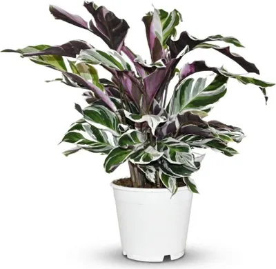 Image de Calathea Fushion White - Ø 14 cm - Hauteur : 35 à 40 cm