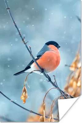 Produktbild von MuchoWow® Poster Rotkehlchen - Vogel - Schnee - Herbstliche Blätter 40x60 cm - Plakate für die Wand - Poster Babyzimmer