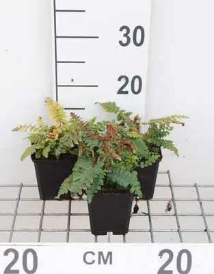 Produktbild von 6 x Polystichum polyblepharum - Glänzender Schildfarn - Topf 9 x 9 cm