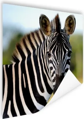 Produktbild von MuchoWow® Poster Nahaufnahme Zebra 50x50 cm - Wohnzimmerdekoration