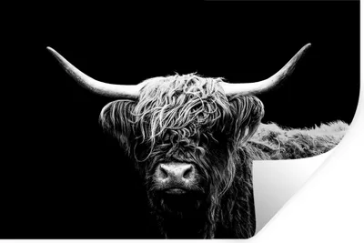 Produktbild von MuchoWow® Wandtattoo Wandsticker Wandaufkleber Schottischer Highlander - Kuh - Schwarz - Weiß - Tiere 30x20 cm Selbstklebend und Repositionierbar - Wierderverwendbar - Selbstklebend
