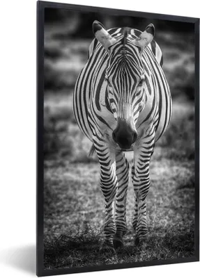 Obrázok produktu pre MuchoWow® Zarámovaný plagát Zebra v tráve 20x30 Nástenný plagátový rám Fotky