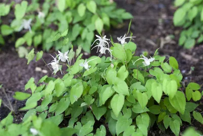 Produktbild von Epimedium x youngianum 'Niveum', Elfenblume, weiß, ca. 9x9 cm Topf