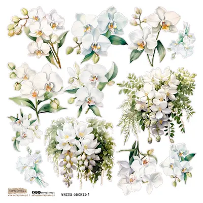 Produktbild von AUFKLEBER ScrapLove Dekor Stickers -  White Orchid 1 weiße Orchidee
