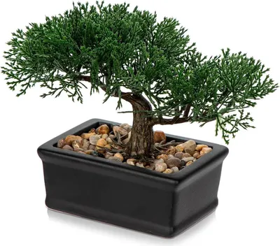 Produktbild von Kunstbonsai Zeder Kunstpflanze Keramik-Übertopf Schwarz 18 x 16 cm
