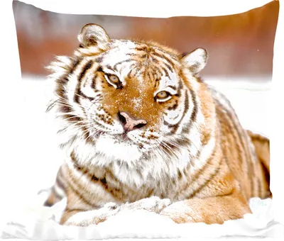 Produktbild von MuchoWow® Zierkissen Sofakissen Wohnzimmer Dekokissen 50x50 cm Tiger - Schnee - Weiß - Komfort - Sofakissen
