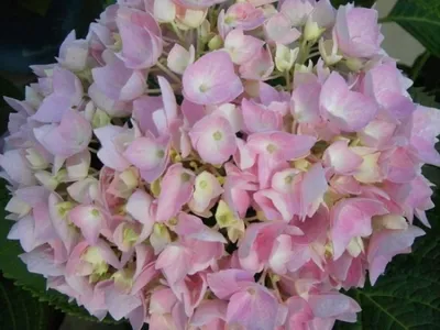 Produktbild von Bauernhortensie Endless Summer - Ballhortensie - Hydrangea macrophylla Endless Summer - besonders lange Blütephase
