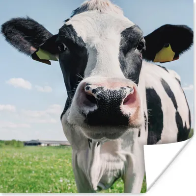 Produktbild von MuchoWow® Poster Kuh - Wiese - Natur - Tiere - Gras 50x50 cm - Wohnzimmerdekoration