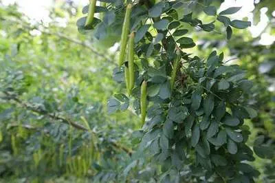 Obrázok produktu pre Colutea arborescens - Blasenstrauch 60- 80 cm Kontajner