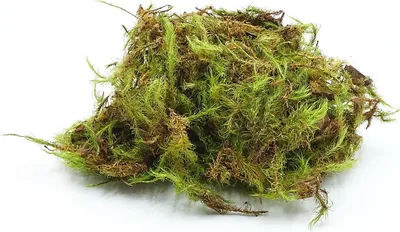 Obrázok produktu pre BioGreen mach 25 g