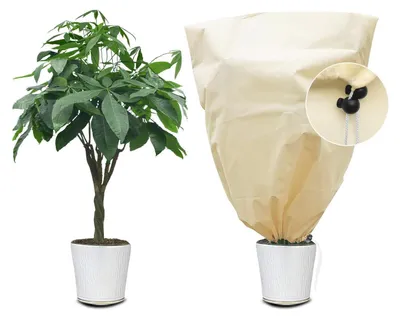 Produktbild von Winterschutz für Pflanzen 60x80CM Beige Vlies mit Zugband