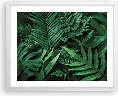 Produktbild von Gerahmtes Poster - Weißer Rahmen - Exotisch Blätter Monstera - 50x40 cm - Wand Bild - Wanddeko - Wandbilder - Kunstposter - Wandposter - Bilderrahmen - Bilder - Kunstdruck - P2WAA50x40-4746